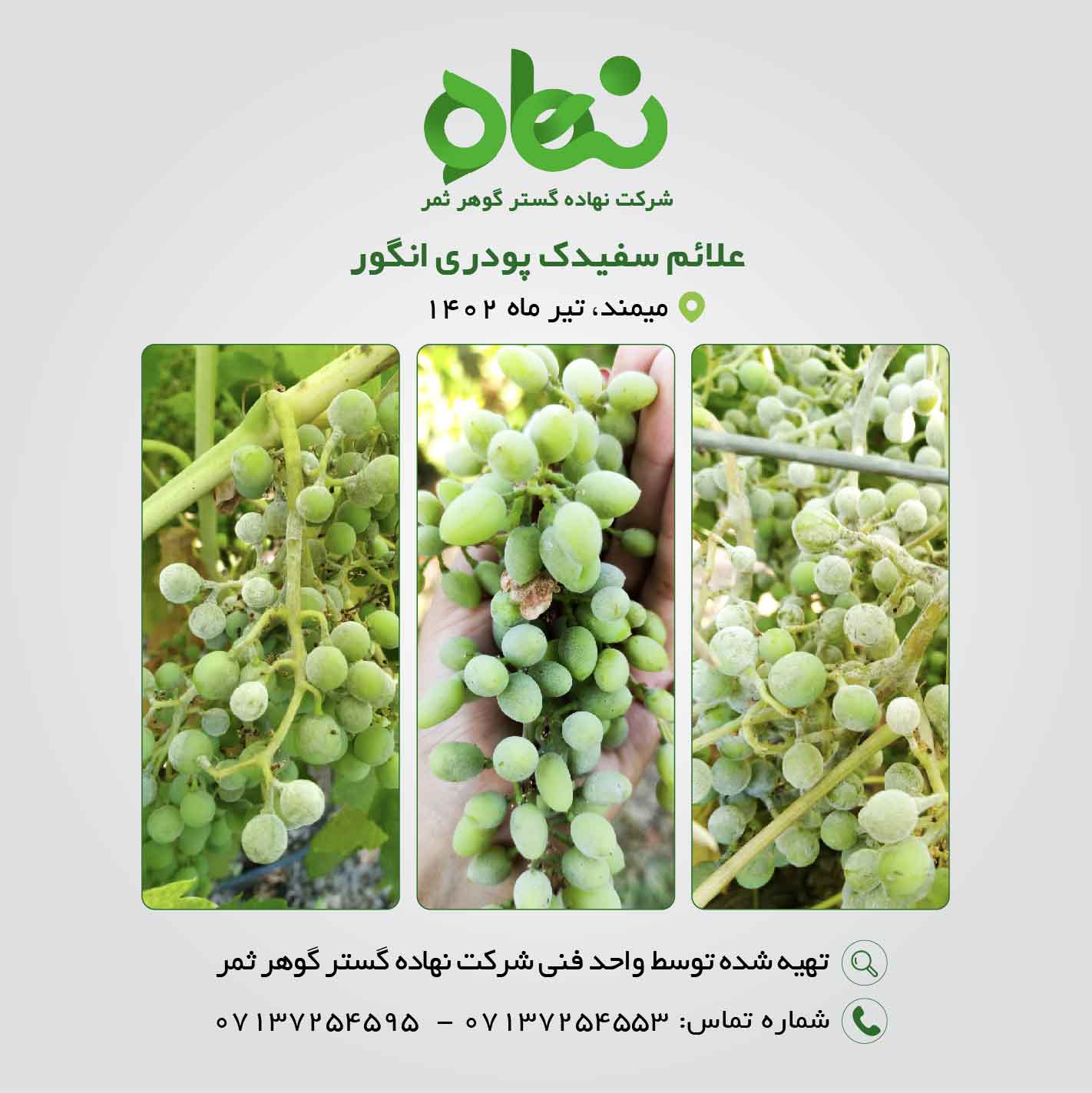 علائم سفیدک پودری انگور